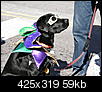 mardi gras dog parade 2012-mardi-gras-dog-parade-2012-1