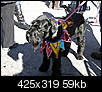 mardi gras dog parade 2012-mardi-gras-dog-parade-2012-3