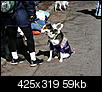 mardi gras dog parade 2012-mardi-gras-dog-parade-2012-9