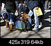 mardi gras dog parade 2012-mardi-gras-dog-parade-2012-21