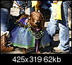 mardi gras dog parade 2012-mardi-gras-dog-parade-2012-22