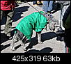 mardi gras dog parade 2012-mardi-gras-dog-parade-2012-24