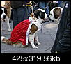 mardi gras dog parade 2012-mardi-gras-dog-parade-2012-26