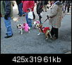 mardi gras dog parade 2012-mardi-gras-dog-parade-2012-28