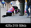 mardi gras dog parade 2012-mardi-gras-dog-parade-2012-29