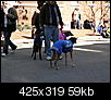 mardi gras dog parade 2012-mardi-gras-dog-parade-2012-30