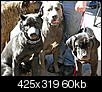 mardi gras dog parade 2012-mardi-gras-dog-parade-2012-34