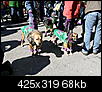 mardi gras dog parade 2012-mardi-gras-dog-parade-2012-37