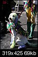 mardi gras dog parade 2012-mardi-gras-dog-parade-2012-51