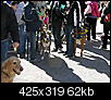 mardi gras dog parade 2012-mardi-gras-dog-parade-2012-59