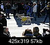 mardi gras dog parade 2012-mardi-gras-dog-parade-2012-68