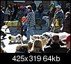 mardi gras dog parade 2012-mardi-gras-dog-parade-2012-71