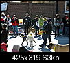 mardi gras dog parade 2012-mardi-gras-dog-parade-2012-73