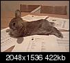Place to neuter rabbit-img_20110712_001036.jpg