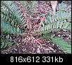 Florida natives - Need help identifying plant-life on property-pinecone2.jpg
