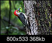 Check out my new outdoor friends!-red-bellied-woodpecker.jpg