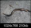 What kind of snake is this?-img_0010.jpg