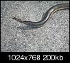What kind of snake is this?-img_0011.jpg