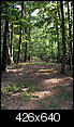 Tennessee Pictures!-wooded-path.jpg