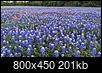 Bluebonnet/Wildflower Season in Texas in the Year 2021-bb.jpg