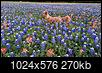 Bluebonnet/Wildflower Season in Texas in the Year 2021-pxl_20210405_004604415.jpg