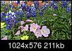Bluebonnet/Wildflower Season in Texas in the Year 2021-pxl_20210415_162152937.jpg