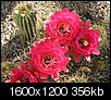 When do the cactus bloom?-img_0078.jpg