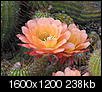 When do the cactus bloom?-img_0075.jpg