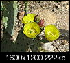 When do the cactus bloom?-img_0090.jpg