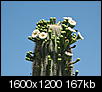 When do the cactus bloom?-img_0107.jpg