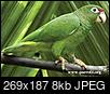 Birds of PR-pr-parrot.jpg