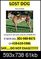 Lost Greyhound in Dunkirk, Calvert County, MD-tubby-flyer.jpg