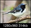 Hummingbirds WNC 2024-black-throated-blue-warbler-pic.jpg