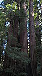 Redwoods, Felton, Roaring Camp