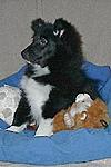 my Bobby-  a bi black Sheltie as a puppy