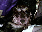 max good boy our wire haired doxie doggie