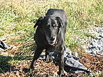 Sandy, dumped on the Blue Ridge Parkway, with a note in a ziplock bag that said she was 10 yrs old and needed a new hom.  She became a permanent...