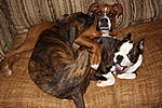Belle the Boxer, Bo the Boston Terrier, and Petey - he's just sweet :)