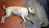white dog sleeping on pavement