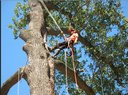 Landscaping & Tree Services