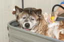Splash Hound USA - Self serve dog wash & supply