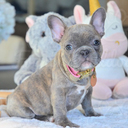 Poetic French Bulldogs