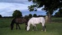 Equestrian Springs - horse & residential community