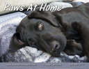 Paws At Home, dog day care, boarding, pet sitting in Poway