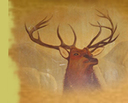 The Elk Horn Lodge