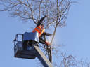 Roseville Tree Service