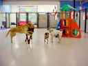 The Playful Pack ~ Dog Daycare & More