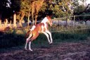 Yazoo Equine Training