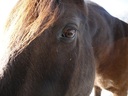 JJB's Ranch &  Horse Stables
