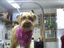  Country Clips Dog Grooming